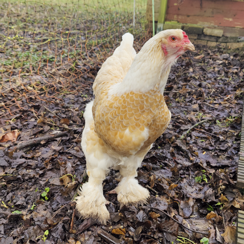 Huhn Asna