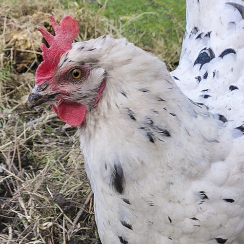 Huhn Kerstin