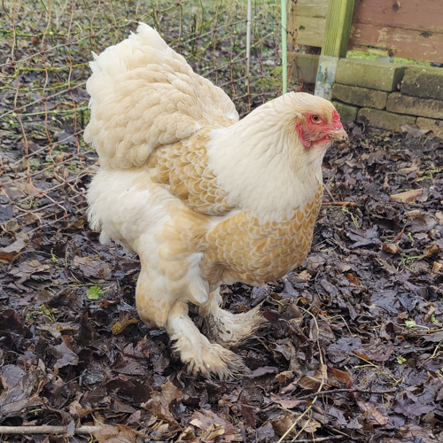 Huhn Rosalie