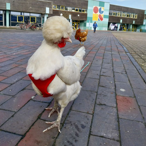 Huhn Puschel
